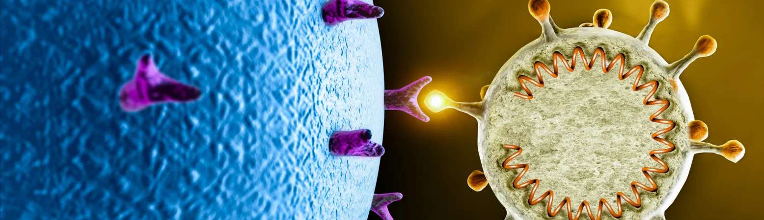 Illustration eines Virus beim Andocken an eine Körperzelle – COVID-19 kann bei Leberkranken schwerer verlaufen